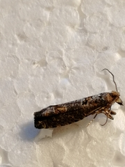 Epinotia maculana