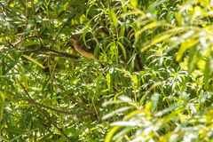 Phoenicurus auroreus