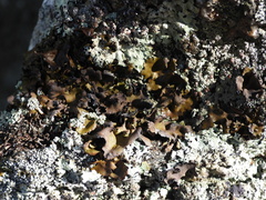 Umbilicaria polyphylla