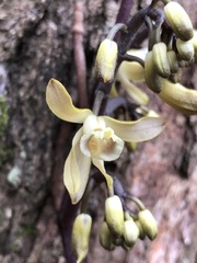 Erythrorchis cassythoides