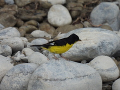 Spinus psaltria