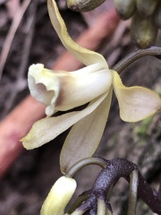 Erythrorchis cassythoides