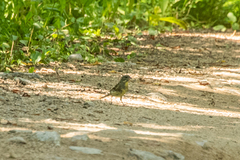 Emberiza spodocephala