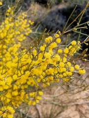 Acacia rigens