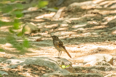 Phoenicurus auroreus