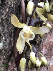 Erythrorchis cassythoides