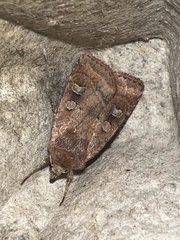Diarsia rubi