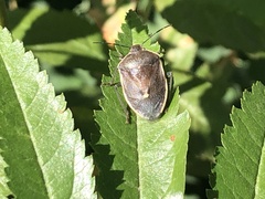 Chlorochroa