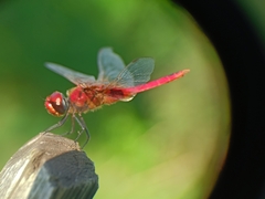 Urothemis signata