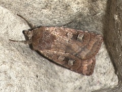 Diarsia rubi
