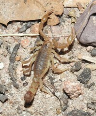 Paravaejovis spinigerus
