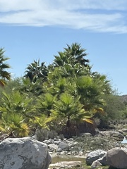 Washingtonia robusta