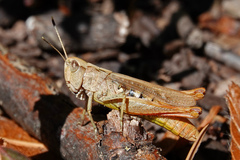 Gomphocerippus rufus