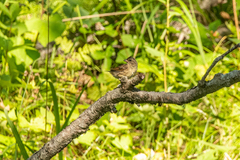 Emberiza spodocephala