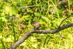 Emberiza spodocephala
