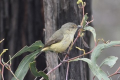 Acanthiza reguloides