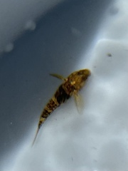 Actinopterygii