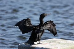 Phalacrocorax sulcirostris