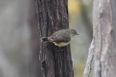 Acanthiza reguloides