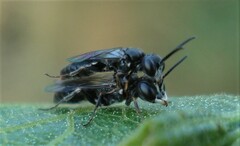 Passaloecus insignis