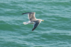 Larus schistisagus