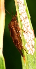 Deraeocoris flavilinea