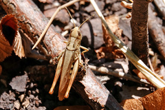 Gomphocerippus rufus