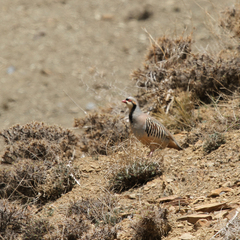 Alectoris chukar