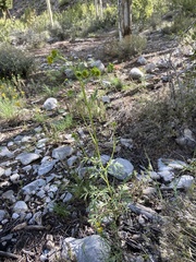 Hymenothrix dissecta