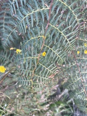 Pteridium esculentum