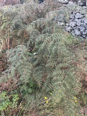 Pteridium esculentum