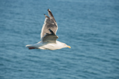 Larus schistisagus