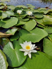Nymphaea candida