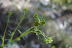 Hymenothrix dissecta