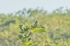 Emberiza fucata
