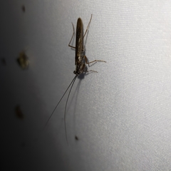 Mantoida