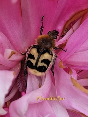 Trichius fasciatus