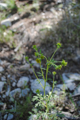 Hymenothrix dissecta