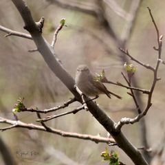 Phylloscopus sindianus