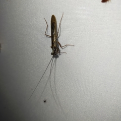 Mantoida