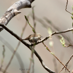 Phylloscopus sindianus