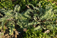 Oxytropis ruthenica