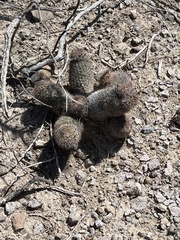 Mammillaria hutchisoniana