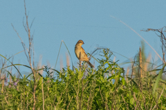 Emberiza spodocephala
