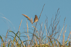 Emberiza spodocephala