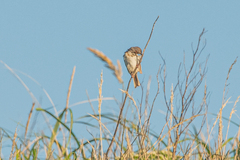 Emberiza spodocephala