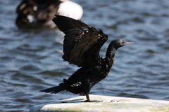 Phalacrocorax sulcirostris