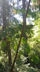 Philadelphus lewisii