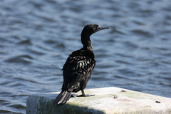 Phalacrocorax sulcirostris
