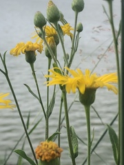 Heterotheca inuloides